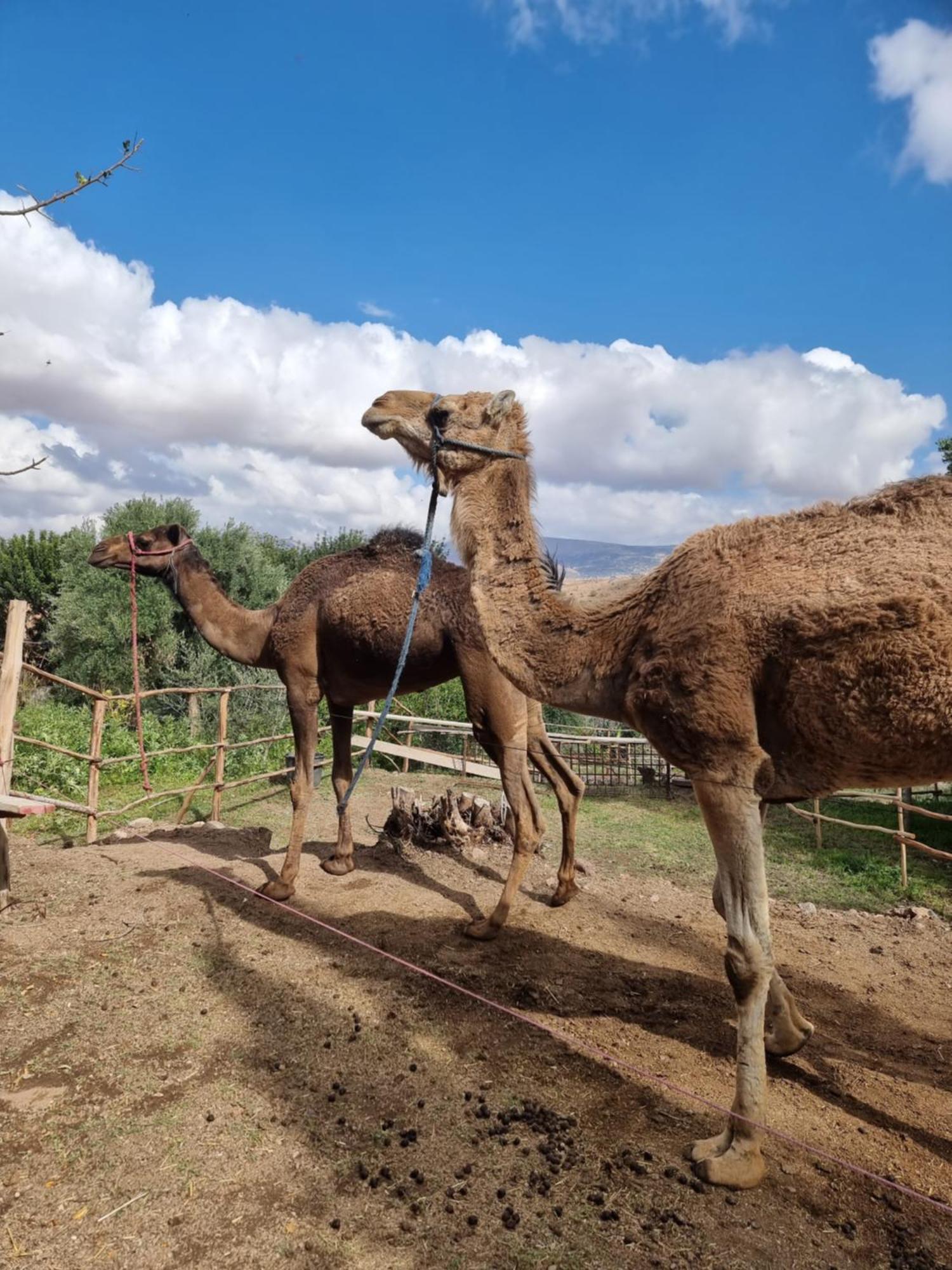 Les Terrasses Du Lac Marrakech Lalla Takerkoust Kültér fotó